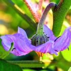 Aubergine Blossom