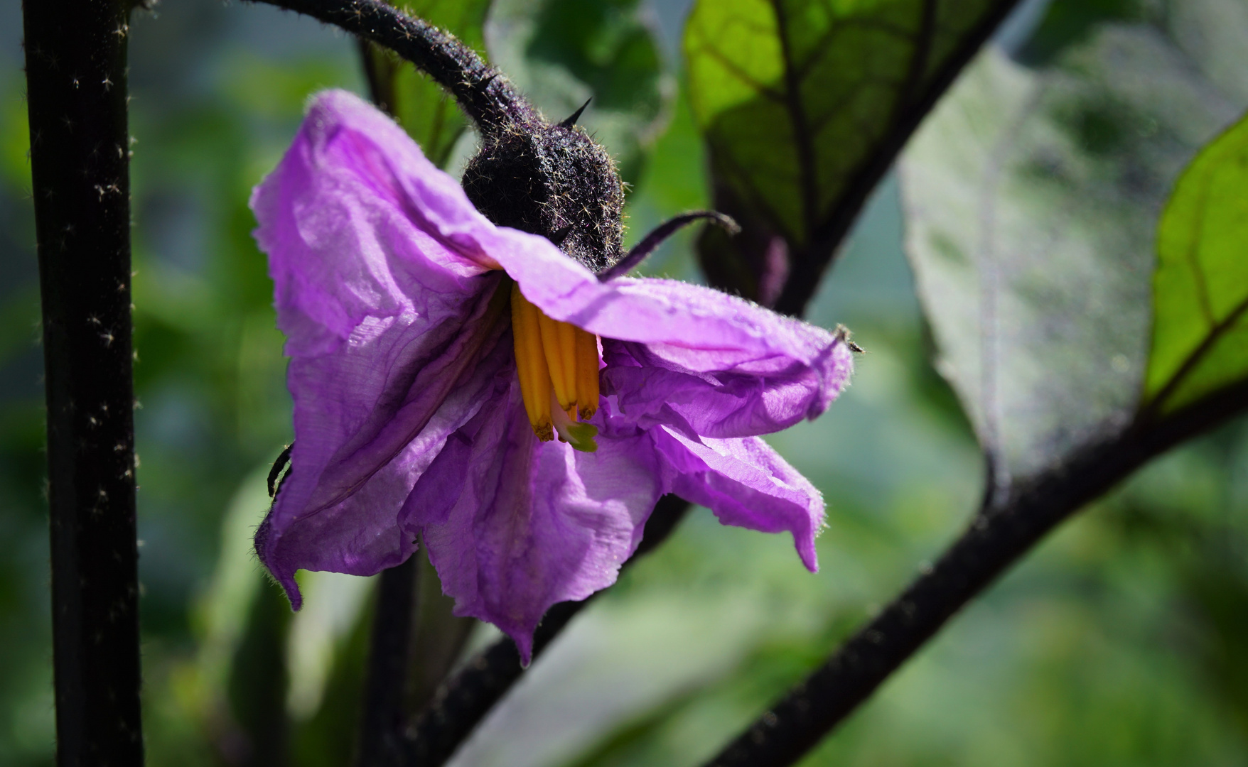 Aubergine