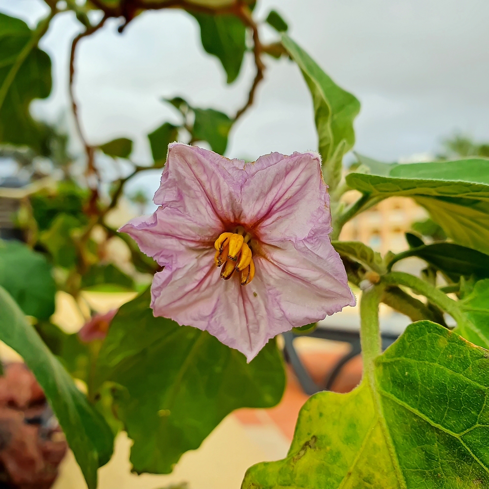 Aubergine