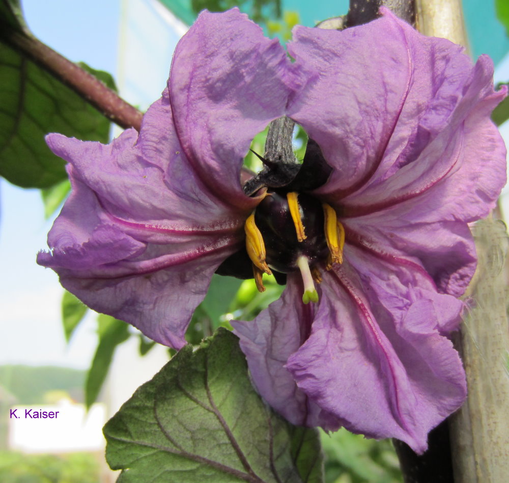 Auberginenblüte