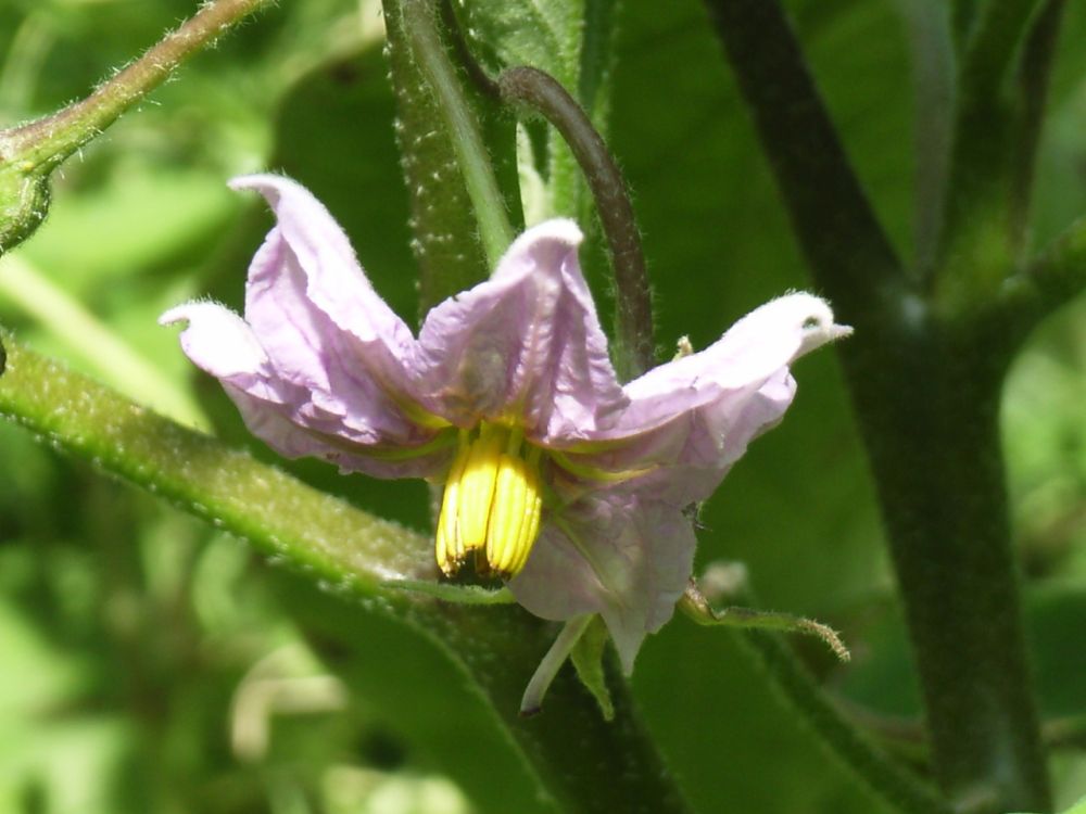 Auberginenblüte