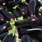 Aubergines