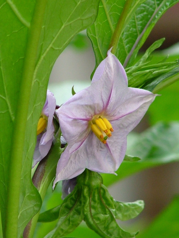 Aubergine's flower
