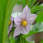 Aubergine's flower