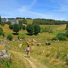 AUBRAC