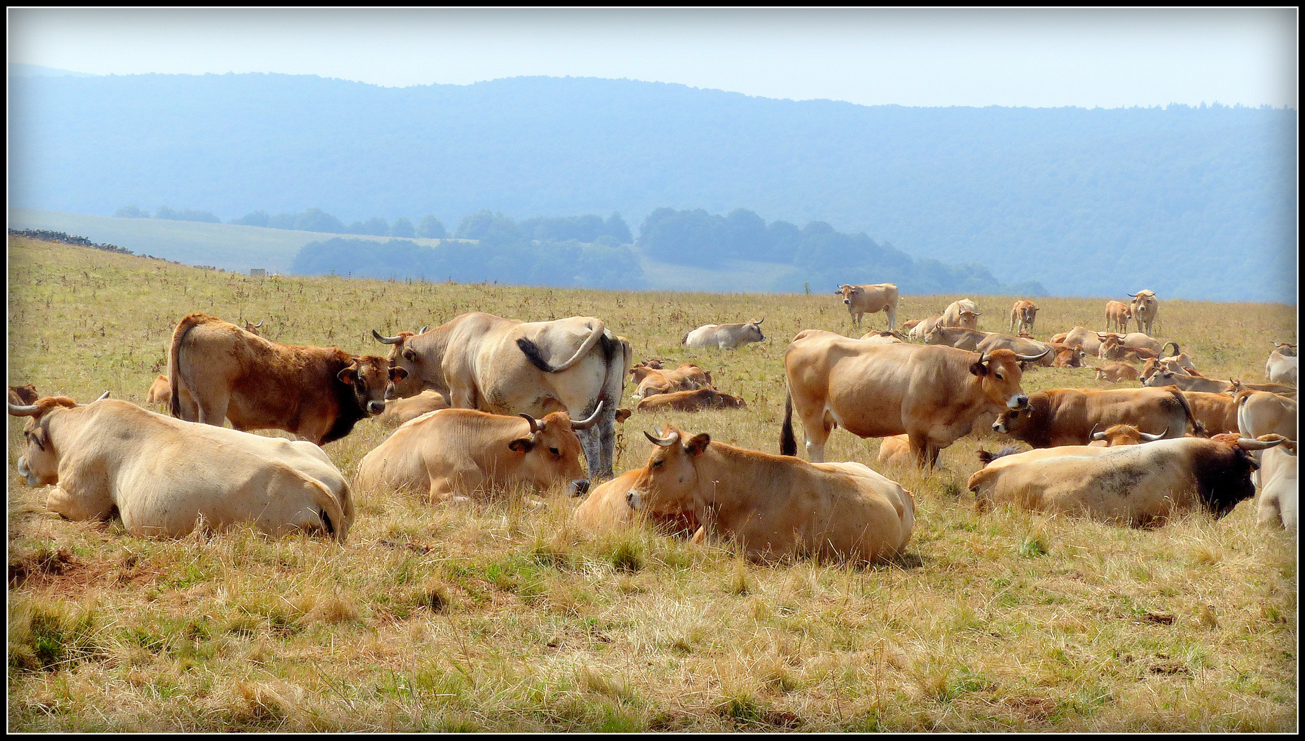 Aubrac - 2 - 