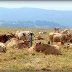 Aubrac - 2 - 