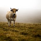 Aubrac