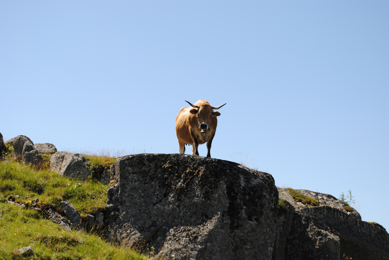 Aubrac