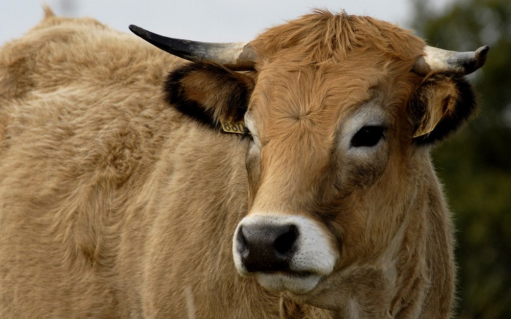 Aubrac ...