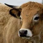 Aubrac ...