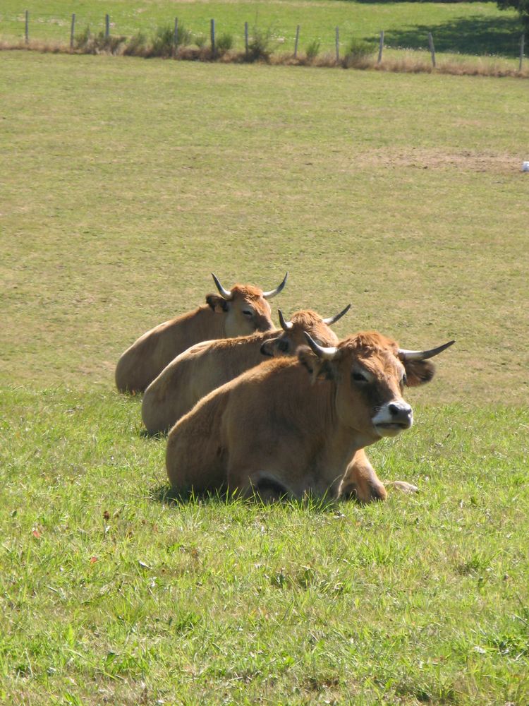 Aubrac les 3 sages