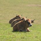 Aubrac les 3 sages