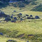 Aubrac-Rinder in der Auvergne