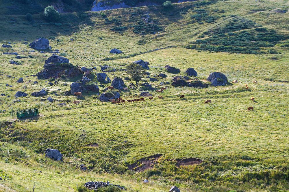 Aubrac-Rinder in der Auvergne