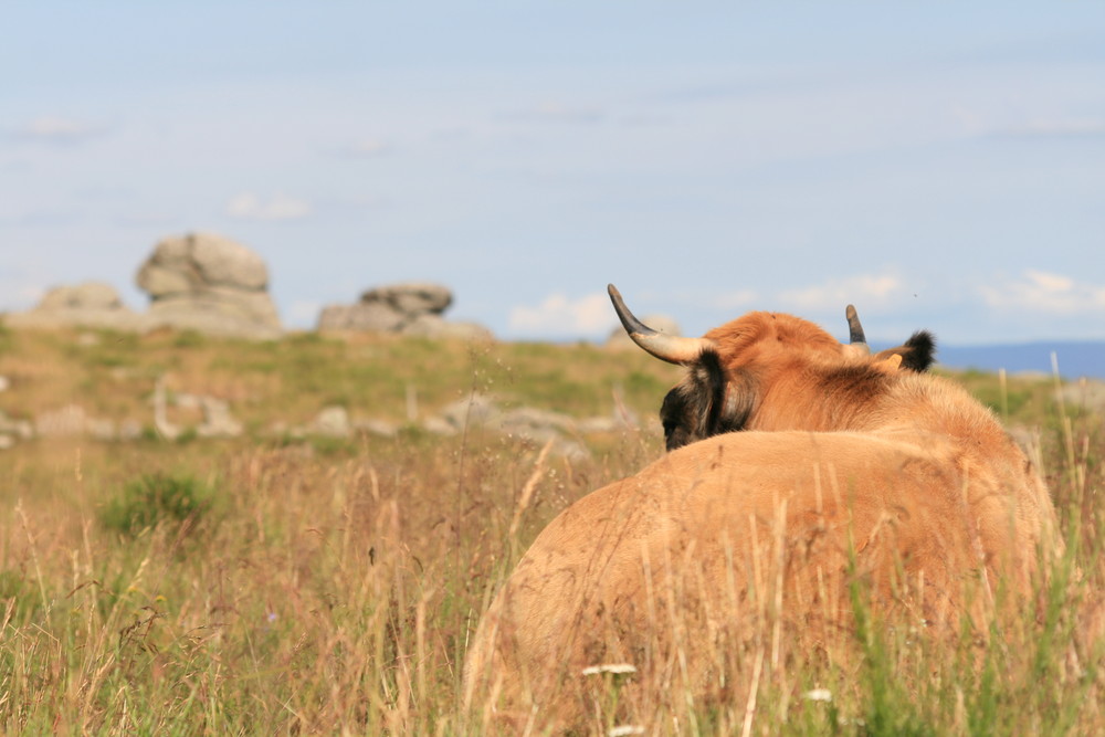 Aubrac : Un pays, une race...