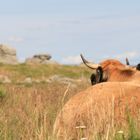 Aubrac : Un pays, une race...