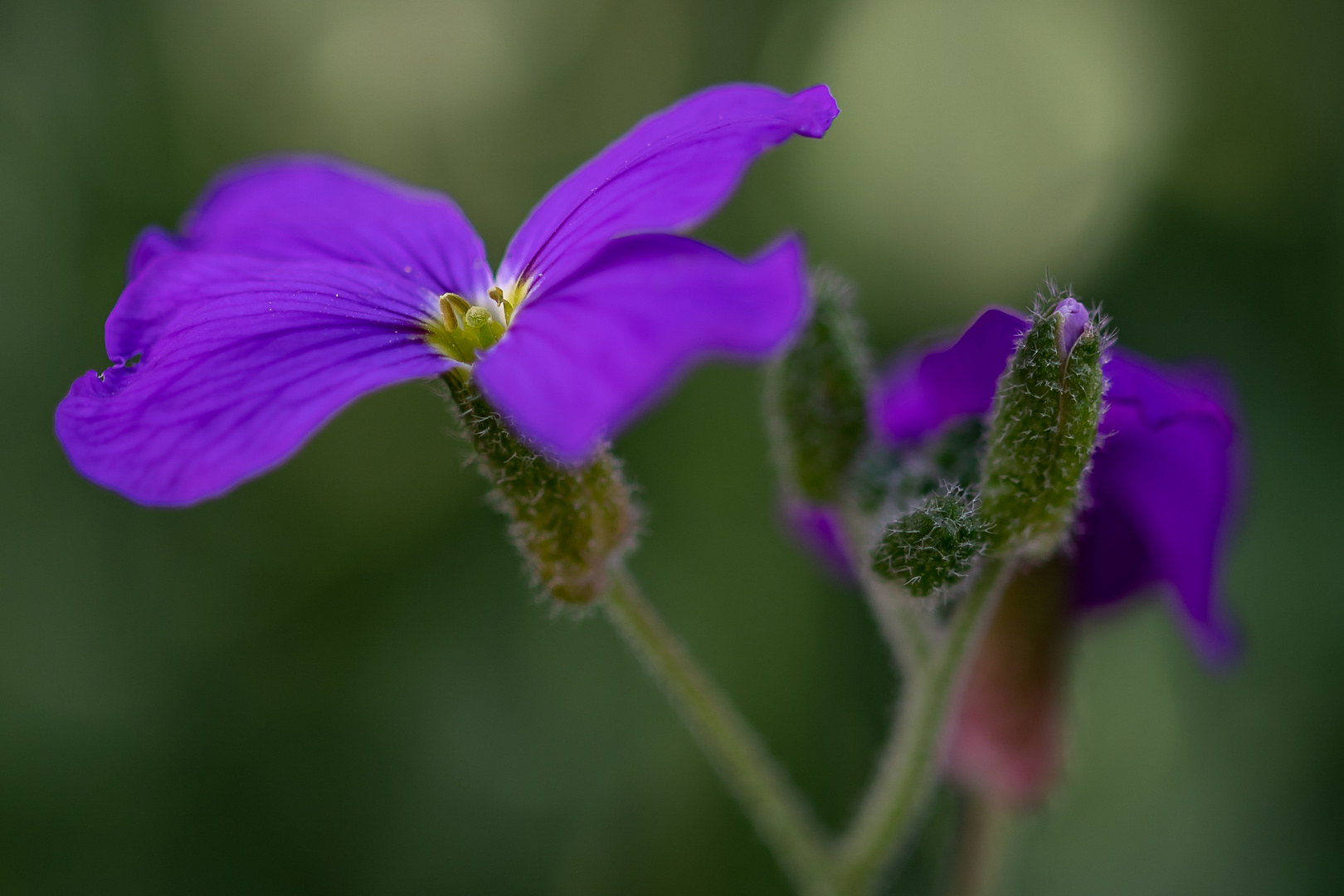 Aubrieta / Blaukissen im Frühlingserwachen