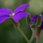 Aubrieta / Blaukissen im Frühlingserwachen