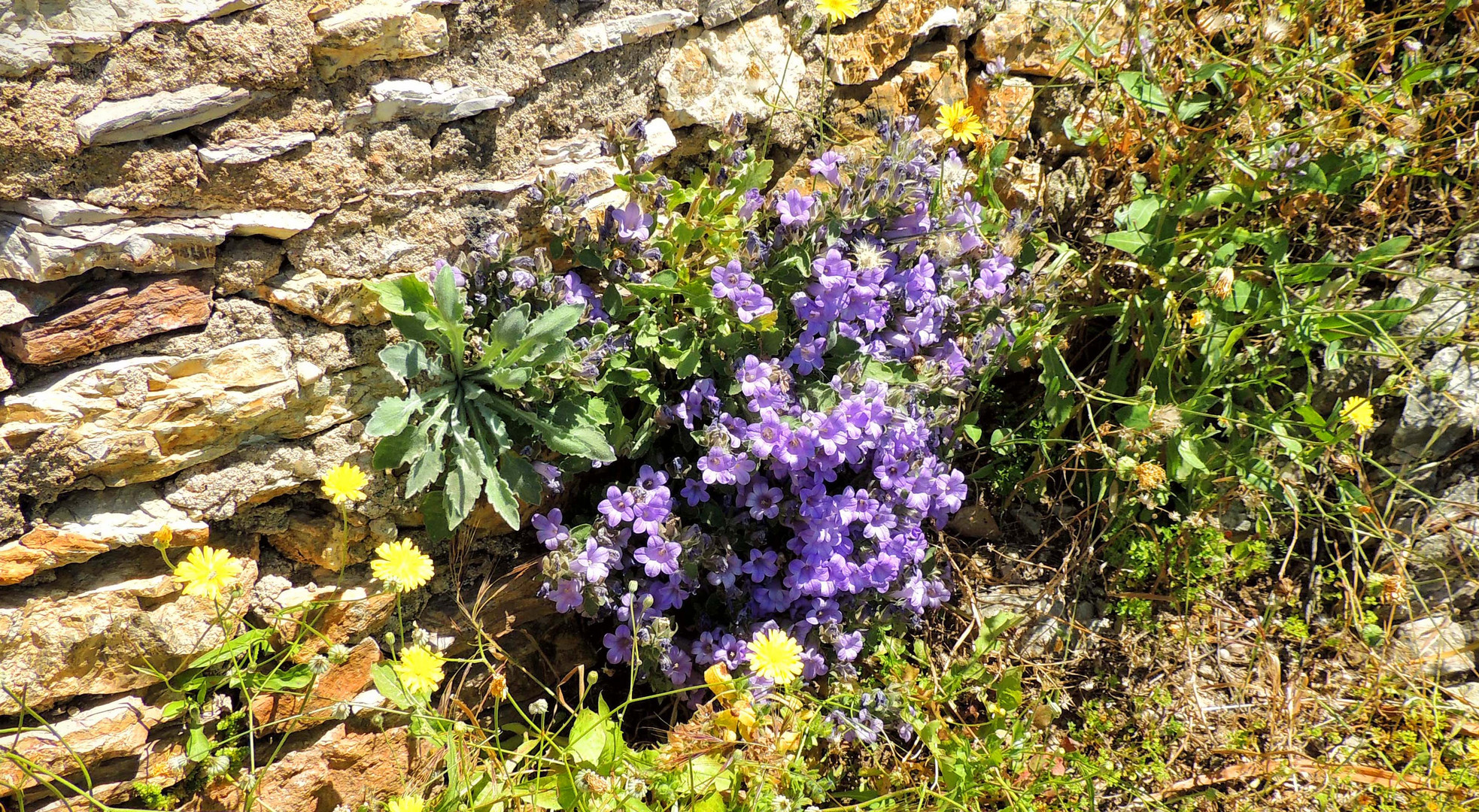 Aubriète royale