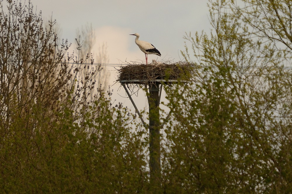 Auch 2016 wieder ein Weißstorch-Brutpaar im NSG "Am Tibaum"!