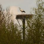 Auch 2016 wieder ein Weißstorch-Brutpaar im NSG "Am Tibaum"!