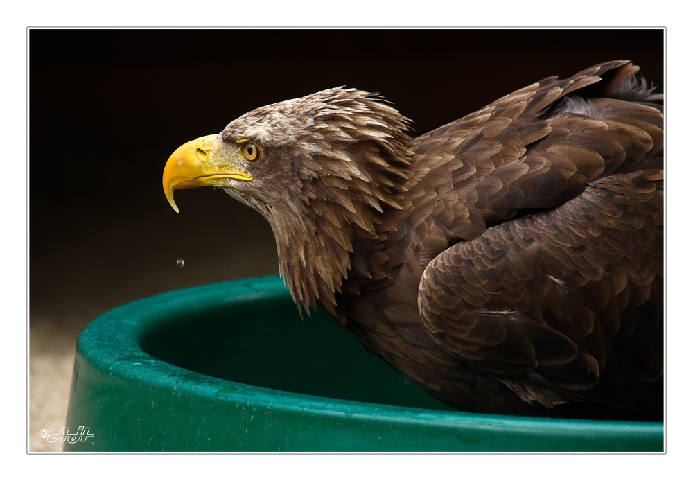 Auch Adler gehen manchmal baden...