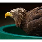 Auch Adler gehen manchmal baden...