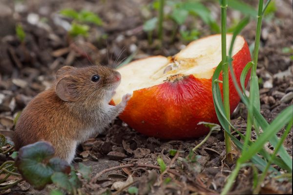 Auch Äpfel schmecken der Rötelmaus