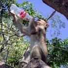 Auch Affen mögen Cola...