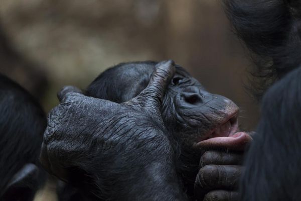 Auch Affen müssen zur Zahnkontrolle ;-)