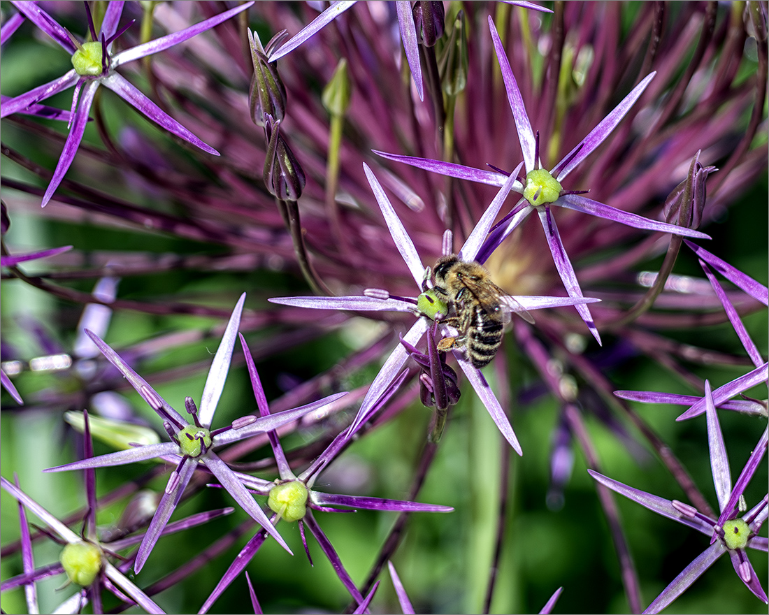 auch Allium (Zierlauch)