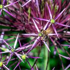 auch Allium (Zierlauch)