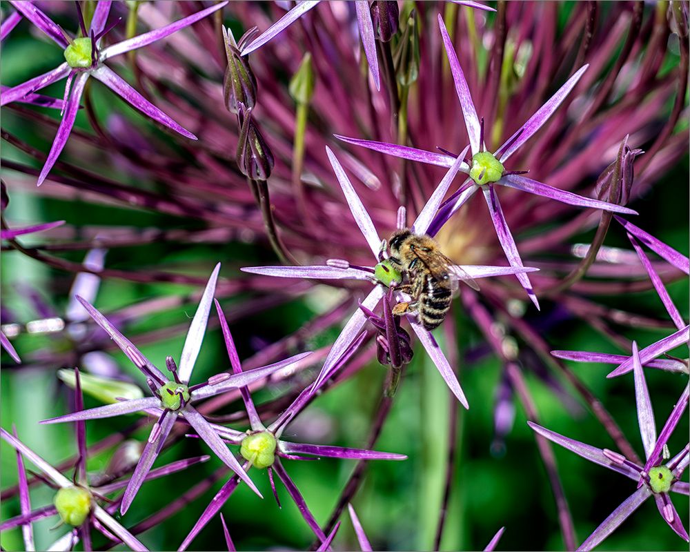 auch Allium (Zierlauch)