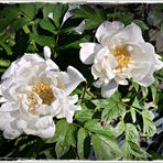 auch als "Bauernrosen" bekannt