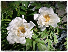 auch als "Bauernrosen" bekannt