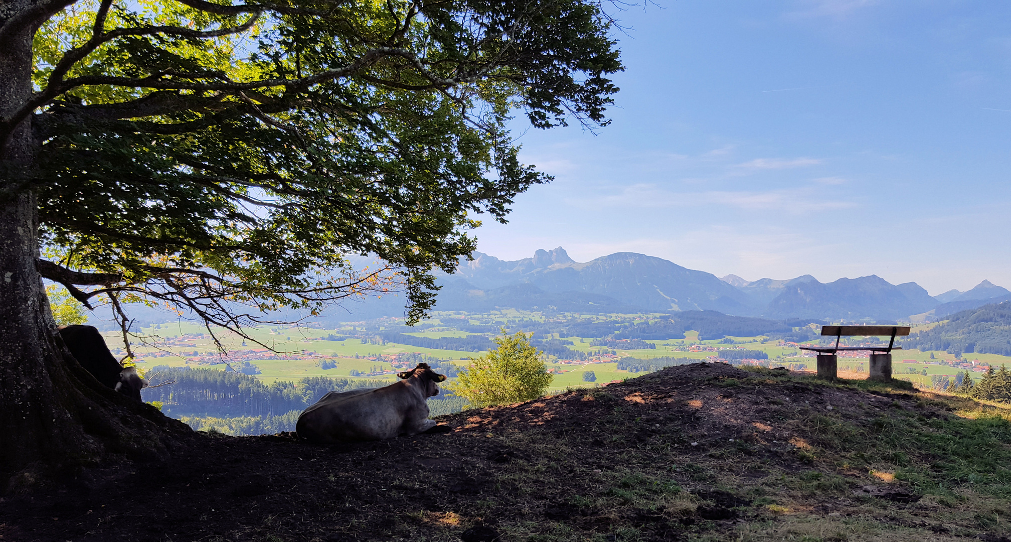 Auch als junges Rindvieh genießt man eine schöne Aussicht!