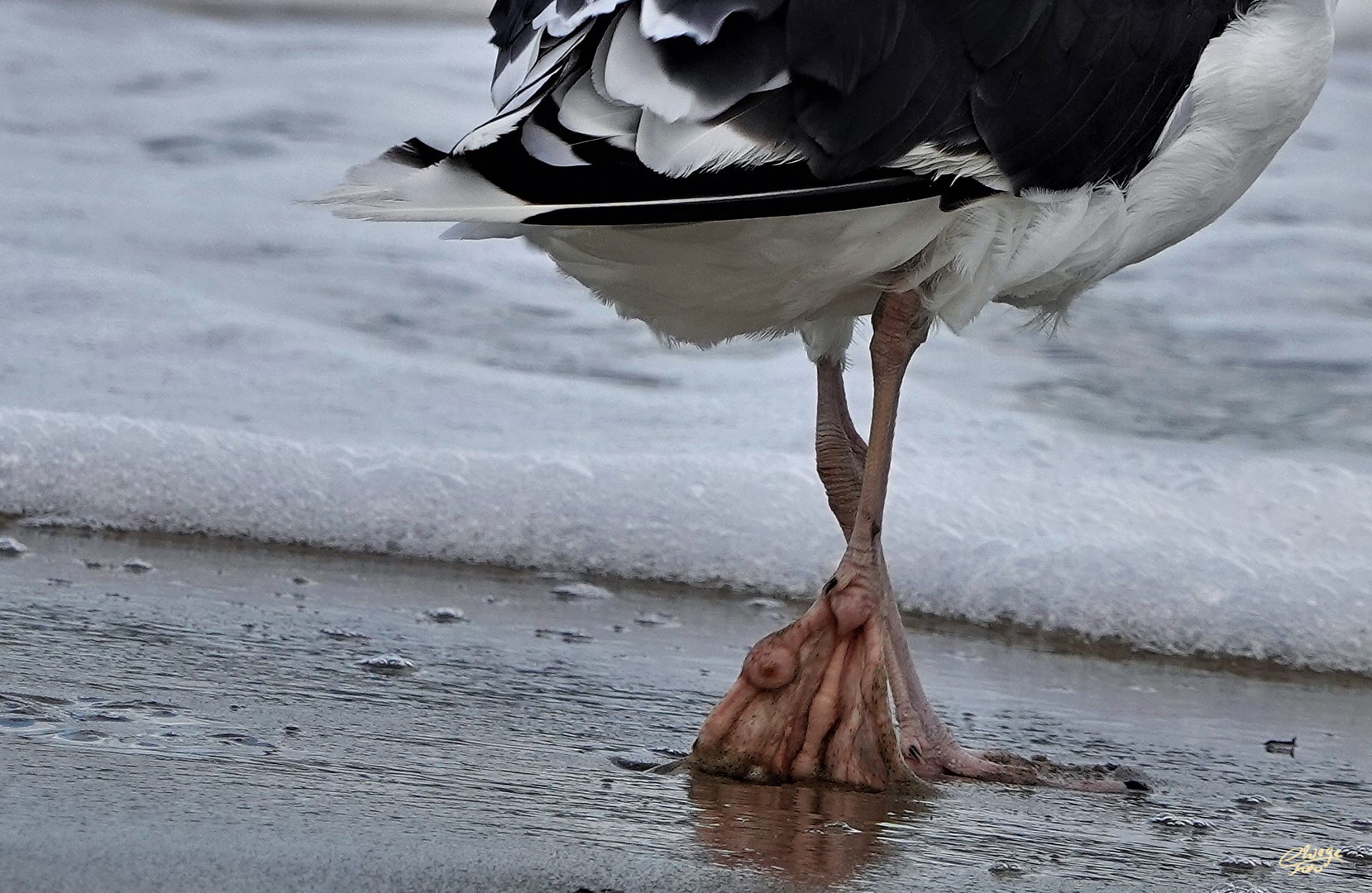 Auch als Möwe...