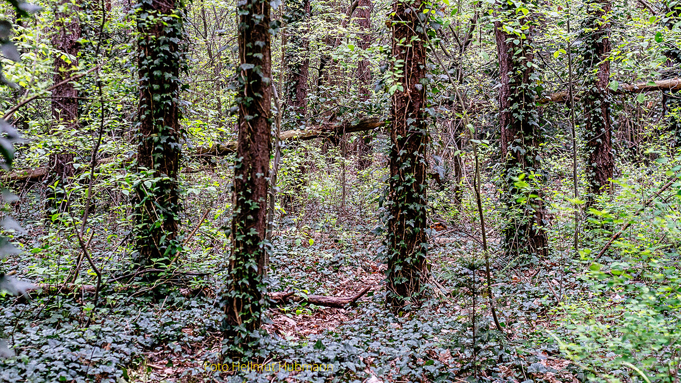 AUCH AM DONNERSTAG KEIN DURCHBLICK IN DIESEM BERLINER GEISTERWALD