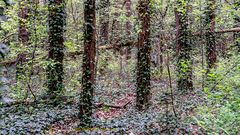 AUCH AM DONNERSTAG KEIN DURCHBLICK IN DIESEM BERLINER GEISTERWALD