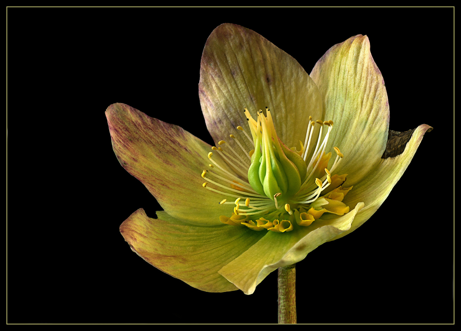 Auch am Ende ihrer Blütezeit sieht die Christrose immer noch wunderbar aus