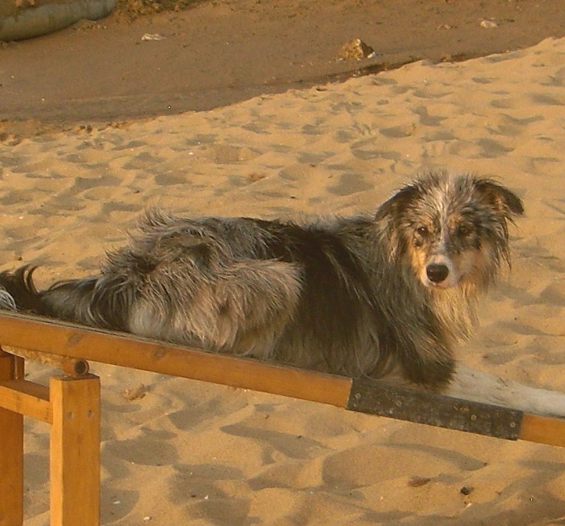 auch am Strand haben wir nicht auf das Agility verzichtet;-)