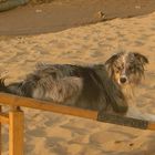 auch am Strand haben wir nicht auf das Agility verzichtet;-)