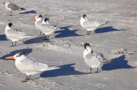 ... auch am Strand pfeift der Wind