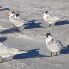 ... auch am Strand pfeift der Wind