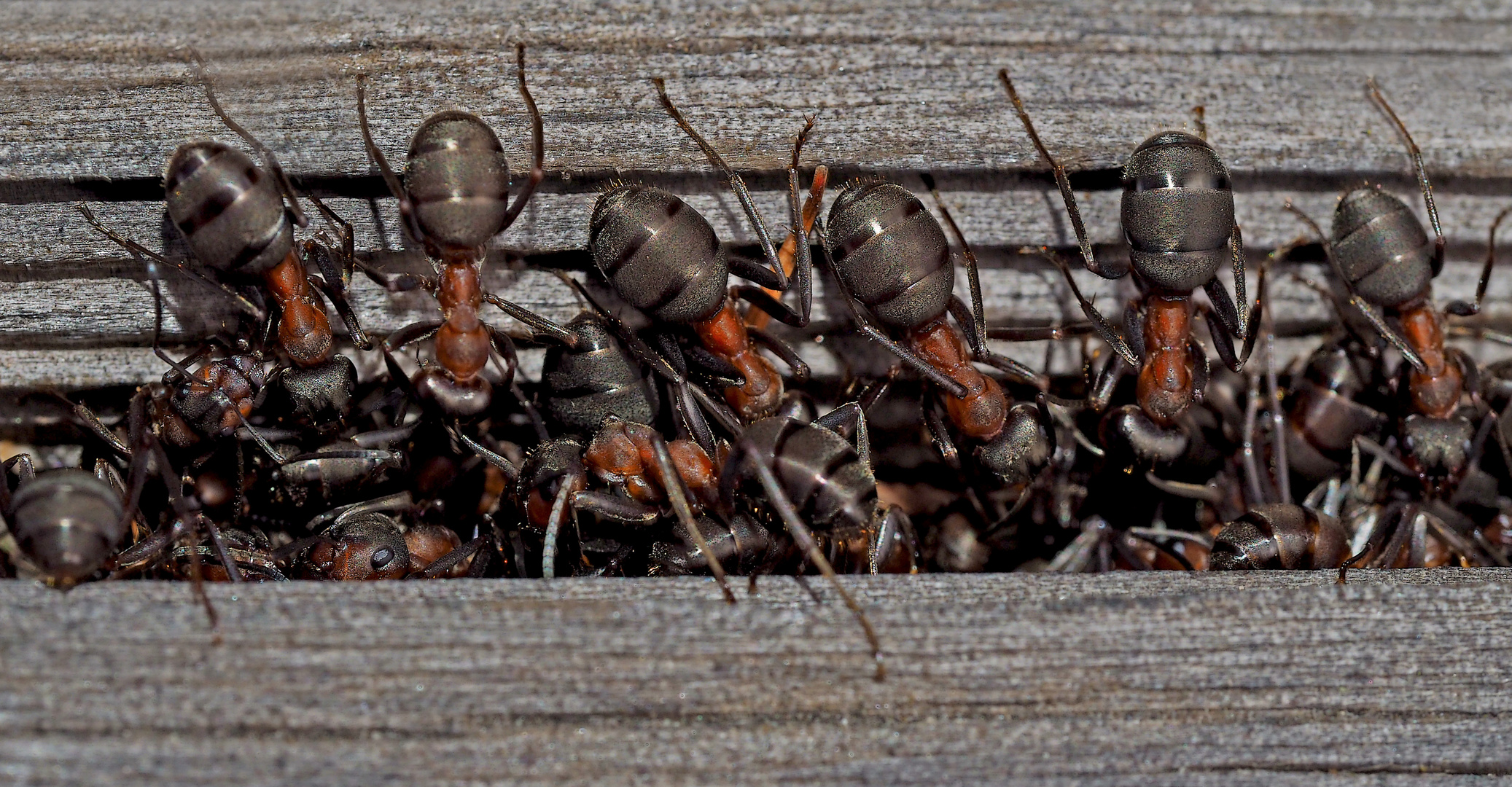 Auch Ameisen betreiben Vogel-Strauß-Politik. - Les fourmis ont l'air de trouver leur bonheur...