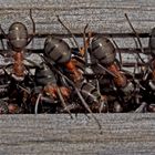 Auch Ameisen betreiben Vogel-Strauß-Politik. - Les fourmis ont l'air de trouver leur bonheur...