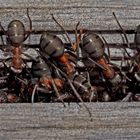 Auch Ameisen betreiben Vogel-Strauß-Politik. - Les fourmis ont l'air de trouver leur bonheur...