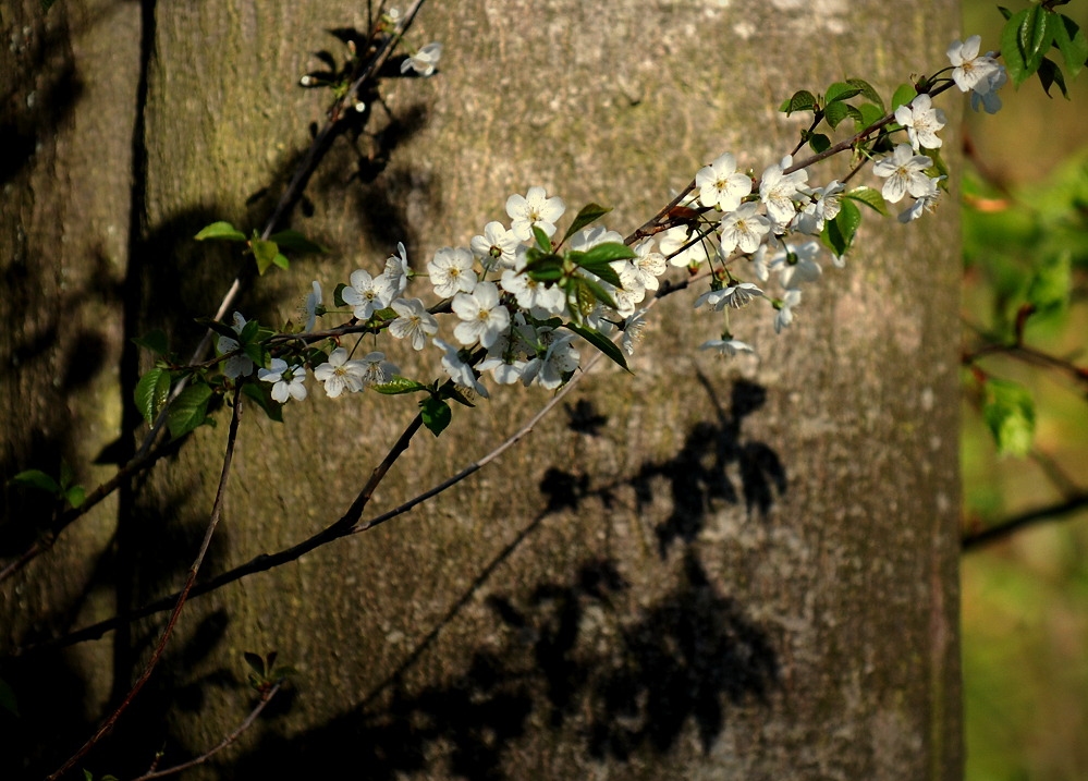 auch ameisen lieben blüten