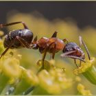 Auch Ameisen lieben Blüten